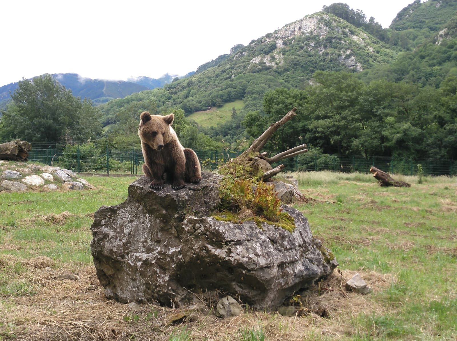 Se activa el protocolo para que Paca y Molina puedan convivir en el monte Fernanchín después del verano
